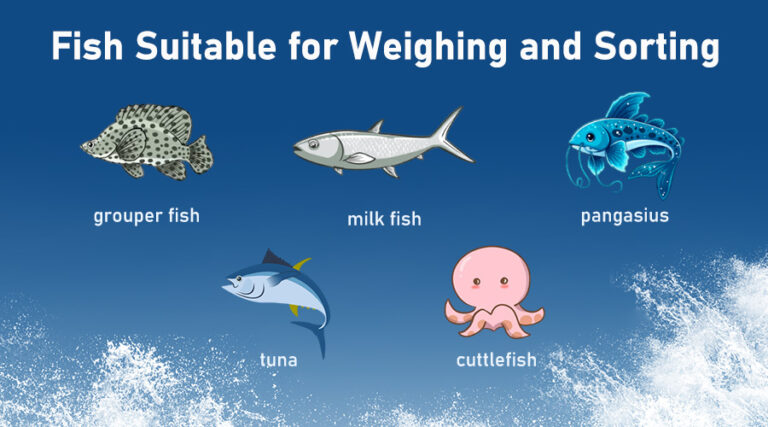 fish suitable for weighing and sorting