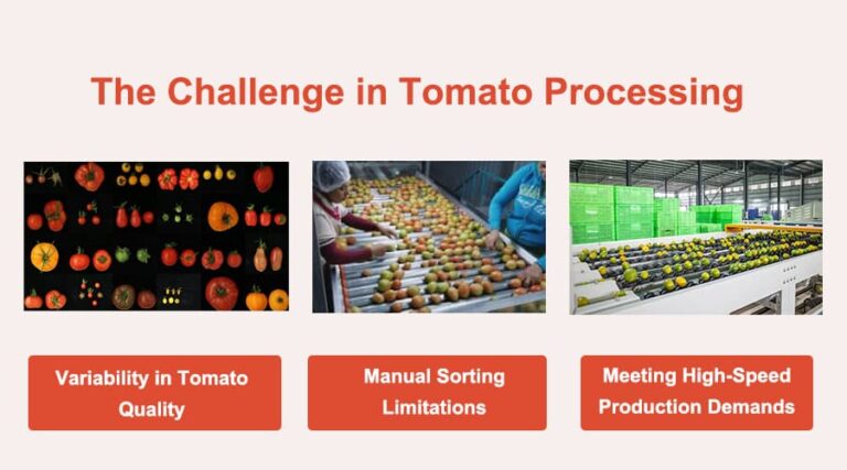 the challenge in tomato processing